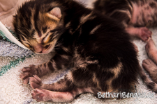 Bengalkatze marbled